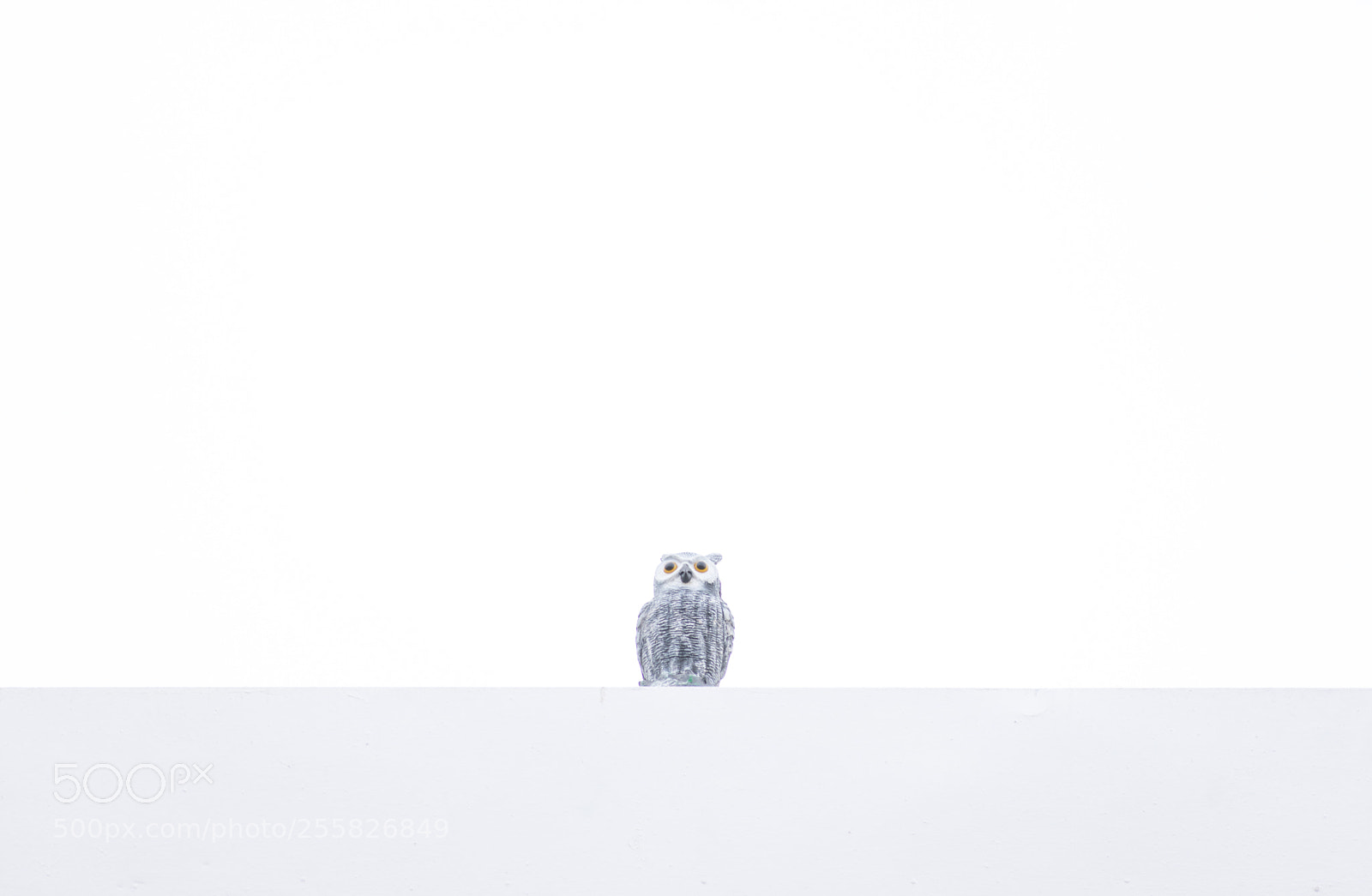 Nikon D3400 sample photo. Fake owl photography