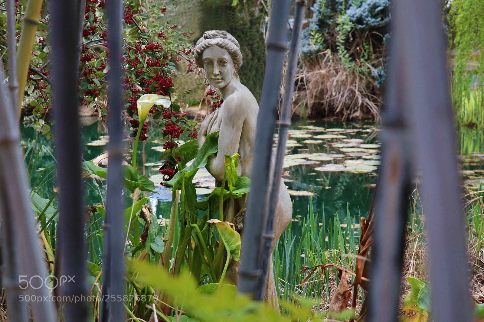 Canon EOS M50 (EOS Kiss M) sample photo. Bathing maiden at pond photography