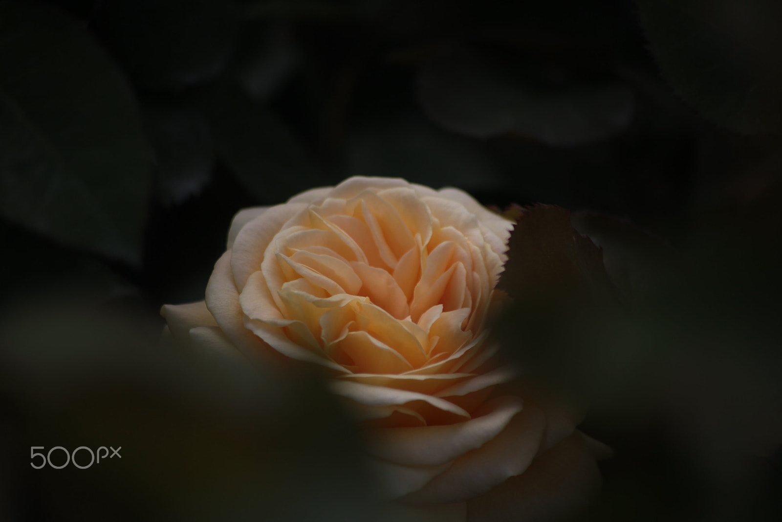 Canon EOS 5D Mark II + Sigma 70-300mm F4-5.6 APO DG Macro sample photo. Hidden part of the flower photography
