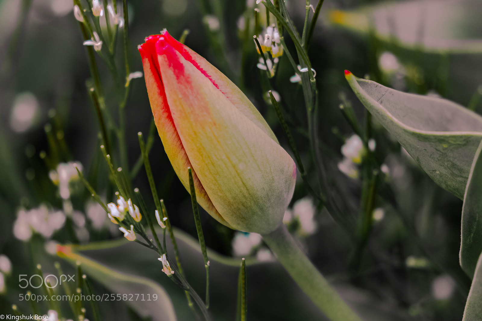 Canon EOS 750D (EOS Rebel T6i / EOS Kiss X8i) sample photo. Spring has arrived photography