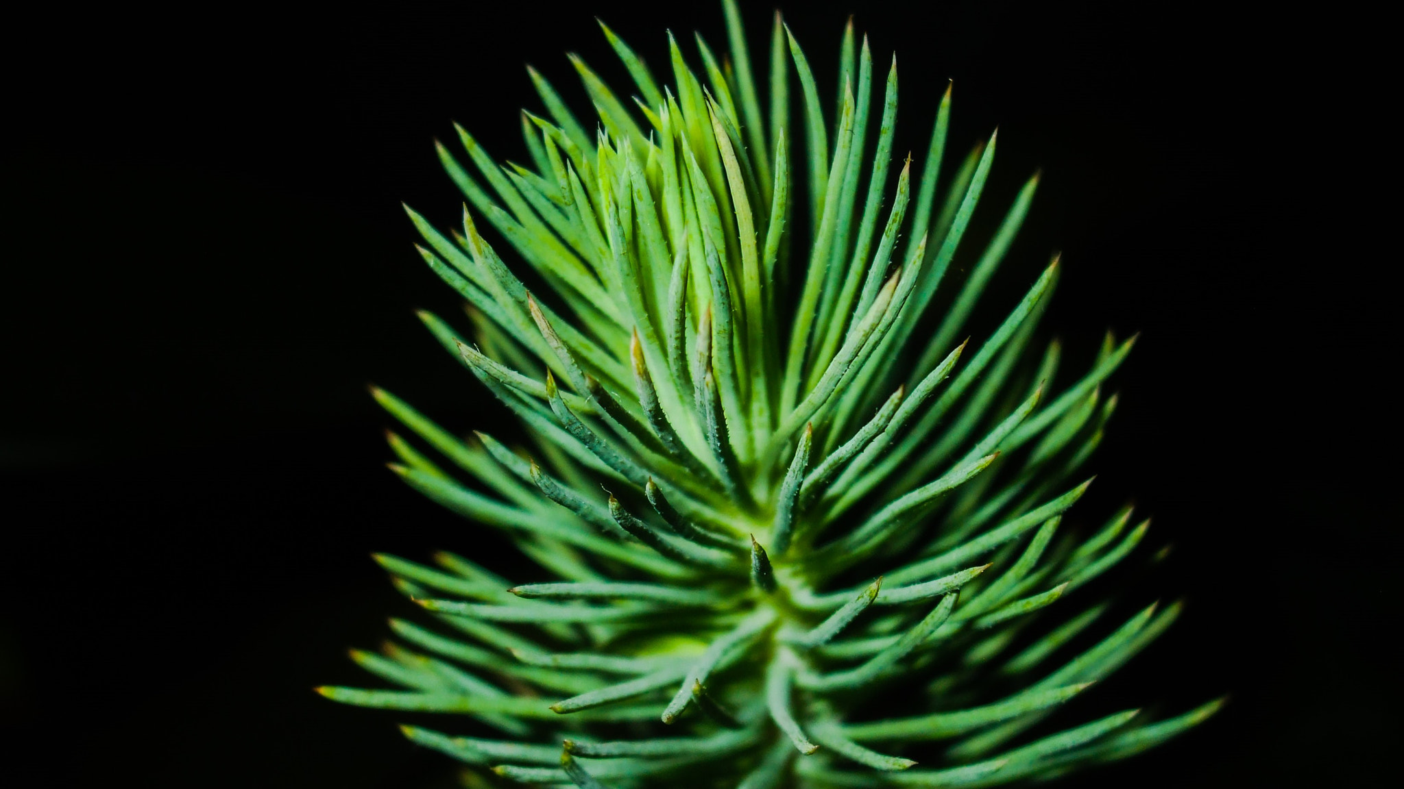 Fujifilm FinePix A820 sample photo. Pine tree close up photography