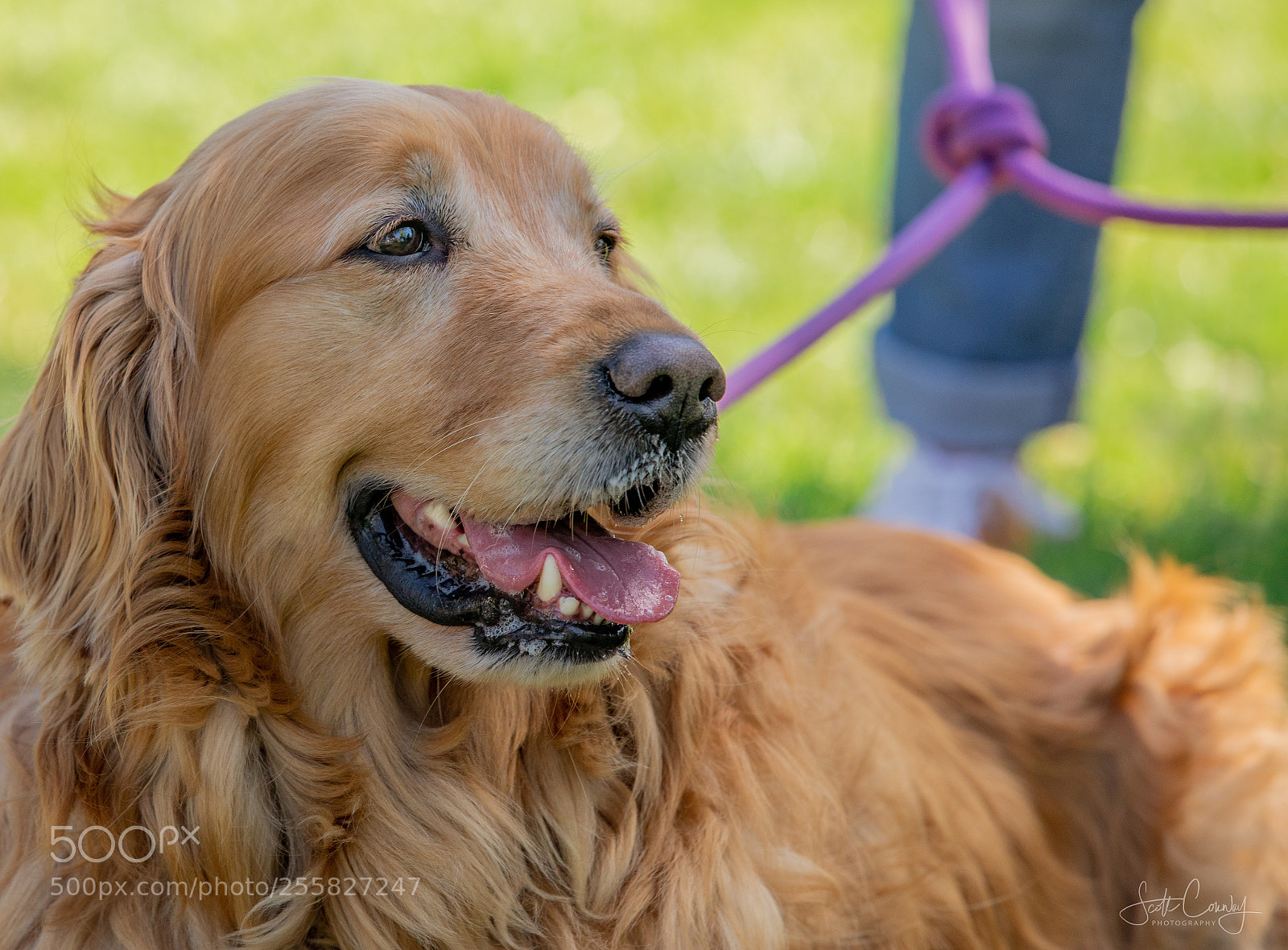 Canon EOS 5D Mark IV sample photo. Golden retriever photography