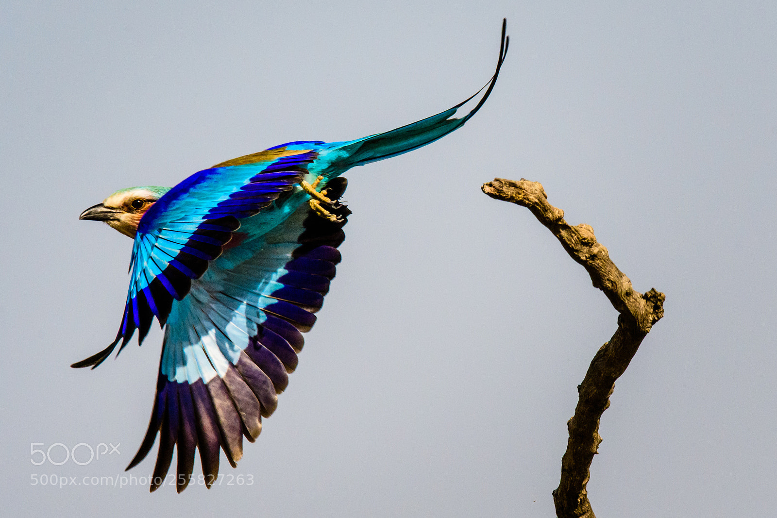 Nikon D500 sample photo. Lilac breasted roller photography