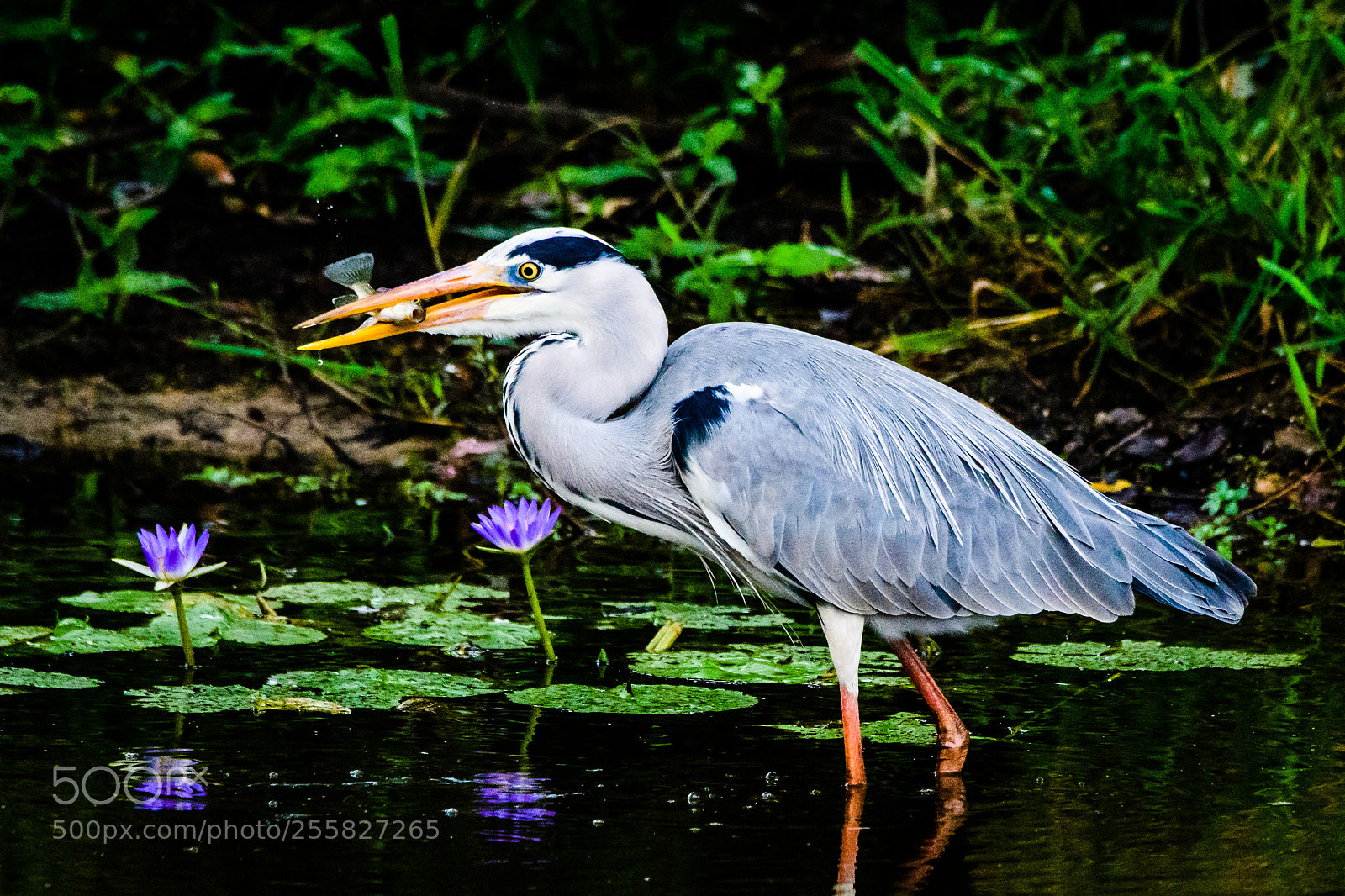Nikon D500 sample photo. Gray heron snatches a photography