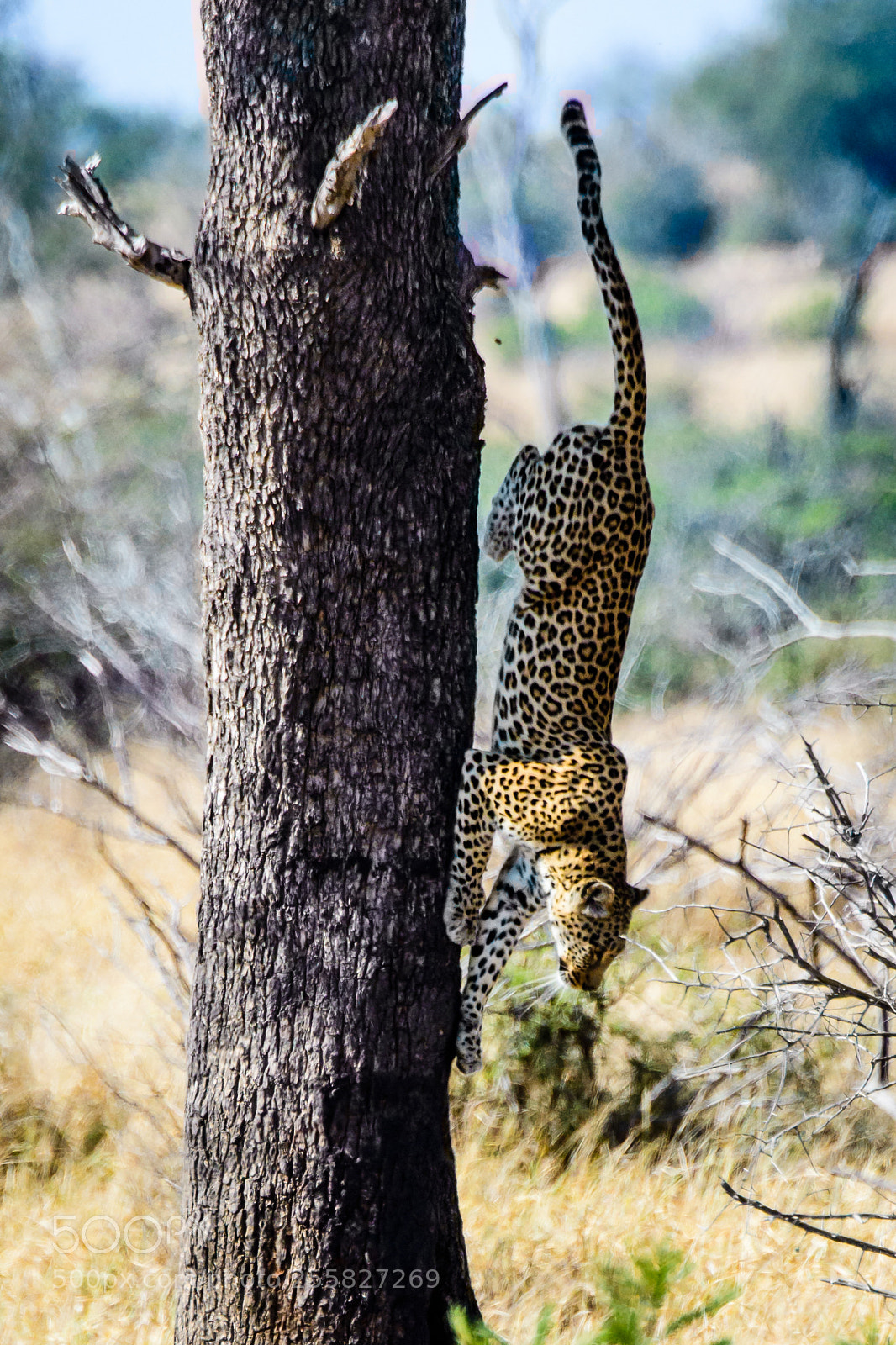 Nikon D500 sample photo. Leopard pounce photography