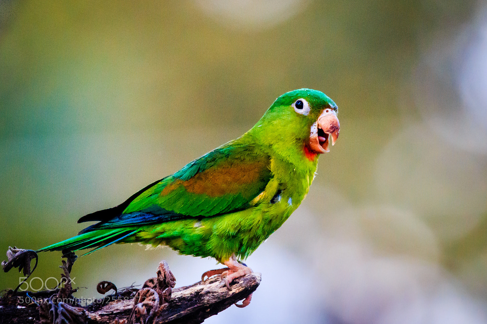 Canon EOS 70D sample photo. Red-chinned parakeet photography