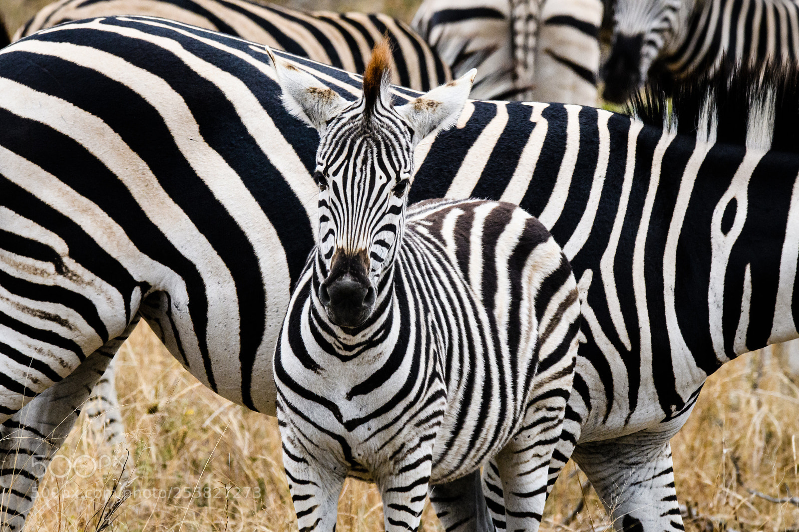 Nikon D500 sample photo. Baby zebra photography
