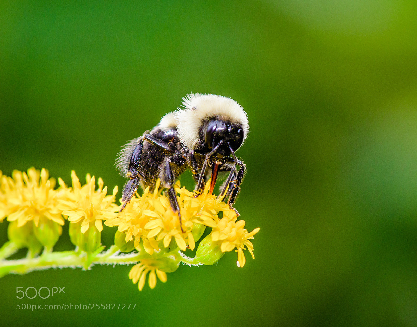 Nikon D500 sample photo. Bumblebee drill photography