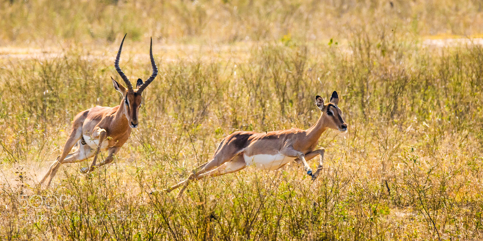 Nikon D500 sample photo. Impala courtship. photography