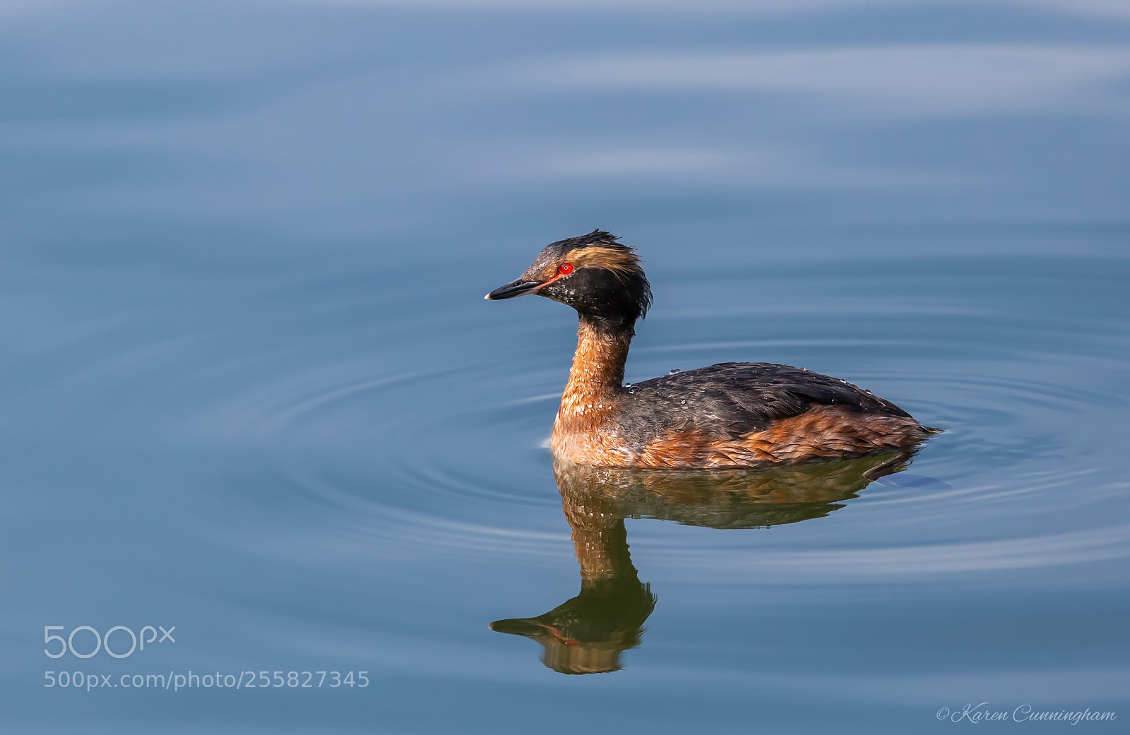 Canon EOS 6D sample photo. Horned grebe photography