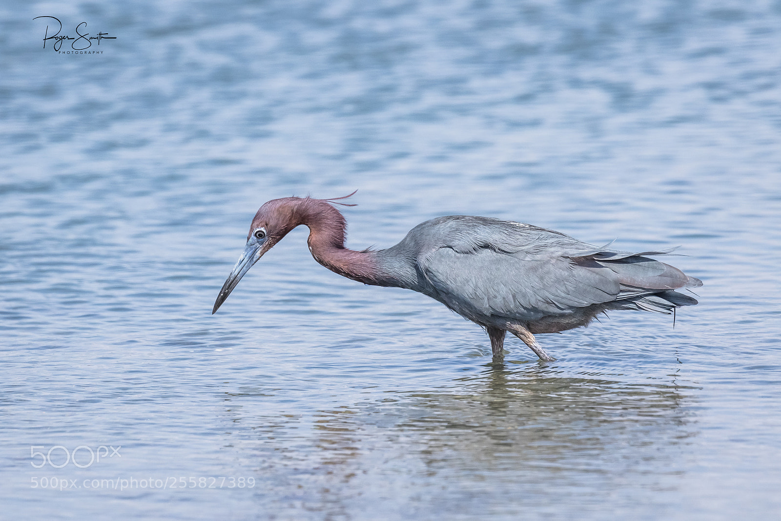 Canon EOS 7D Mark II sample photo. A thorough search photography