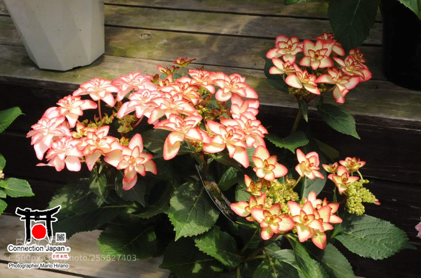 Nikon D700 sample photo. Sakura photography