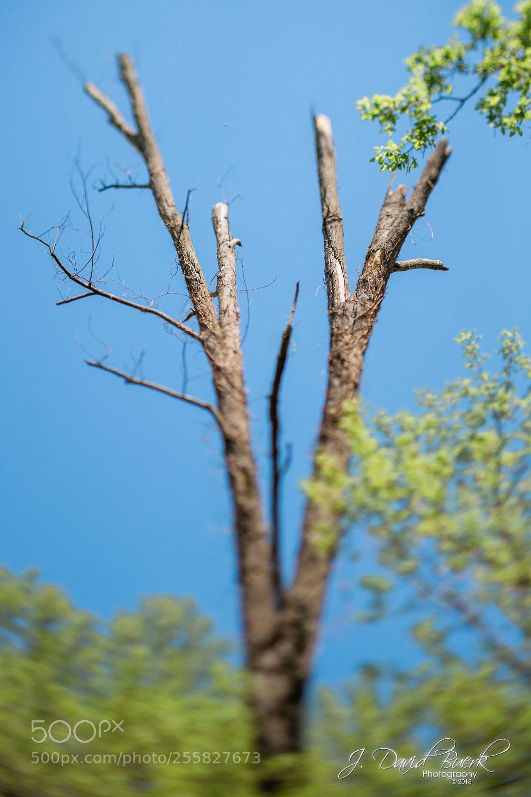 Canon EOS-1D X sample photo. Scared to be lonely photography