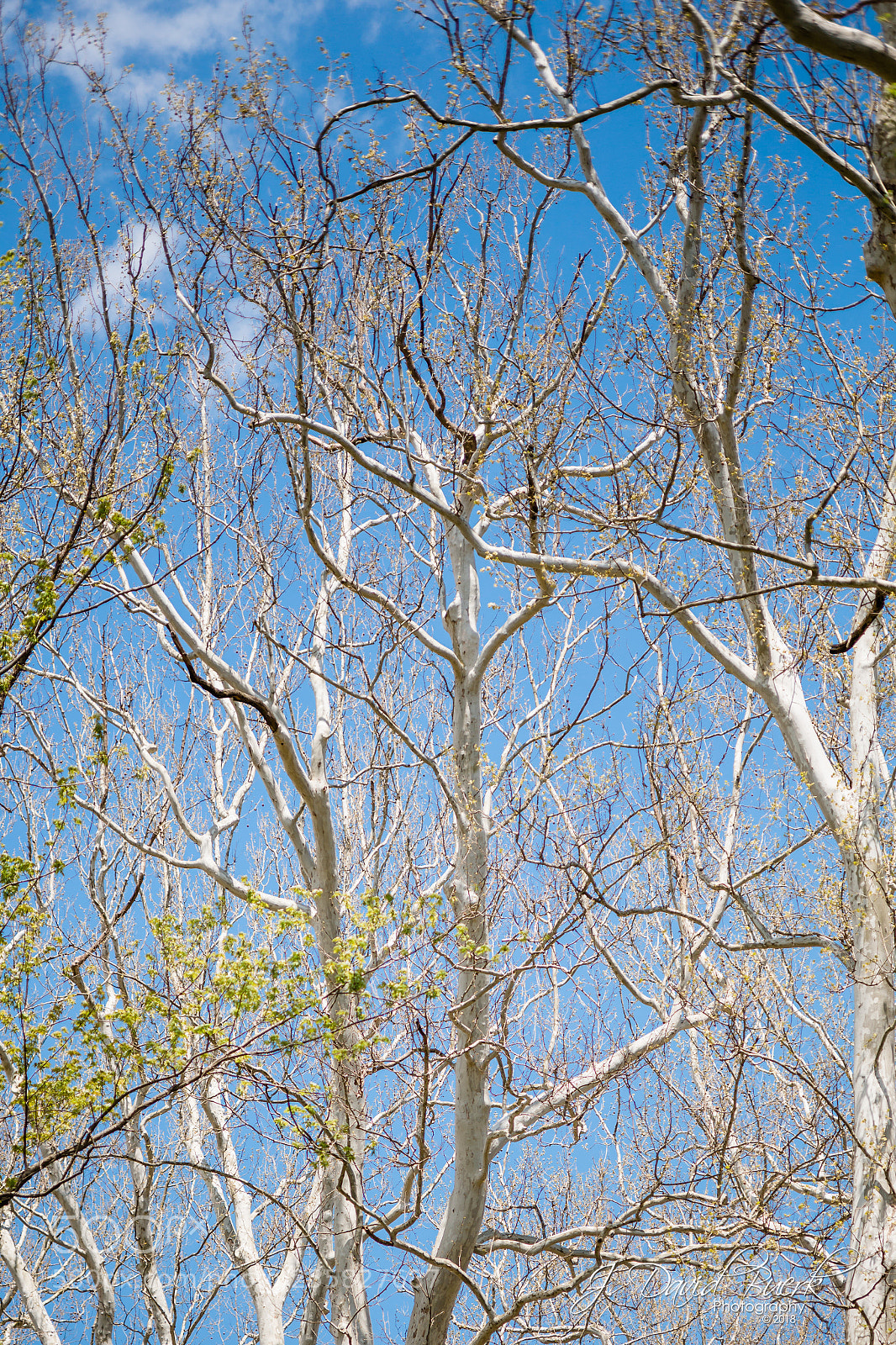 Canon EOS-1D X sample photo. Scared to be lonely photography