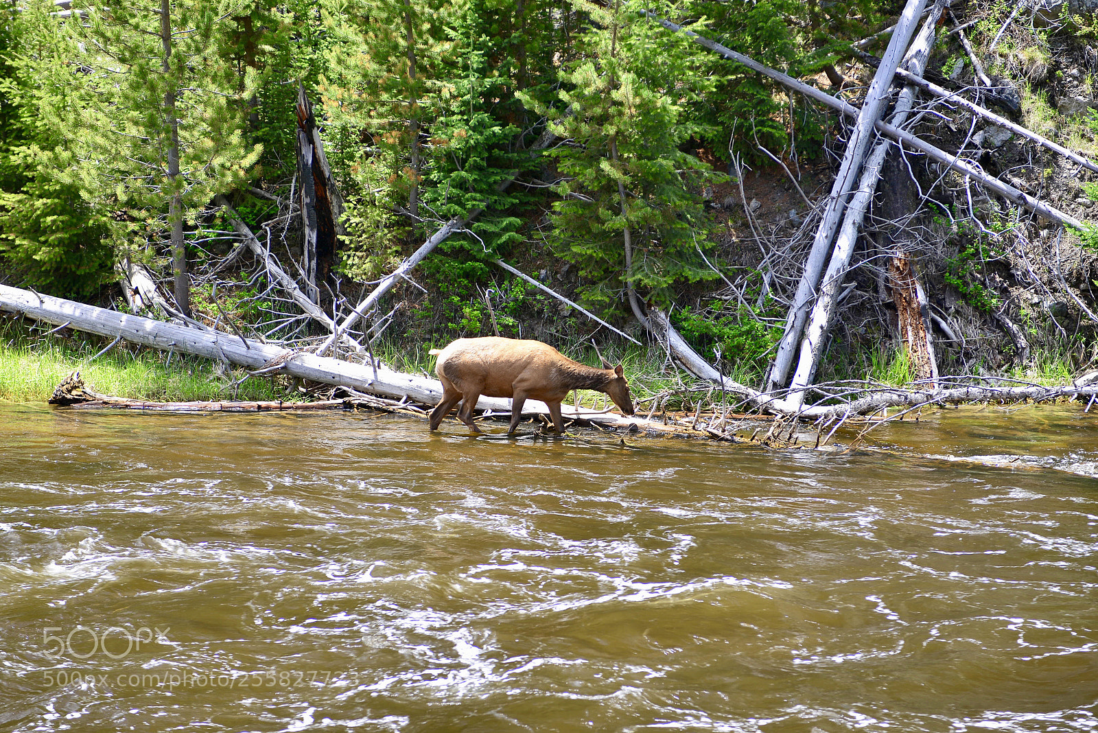 Nikon D600 sample photo. Yellowstone photography