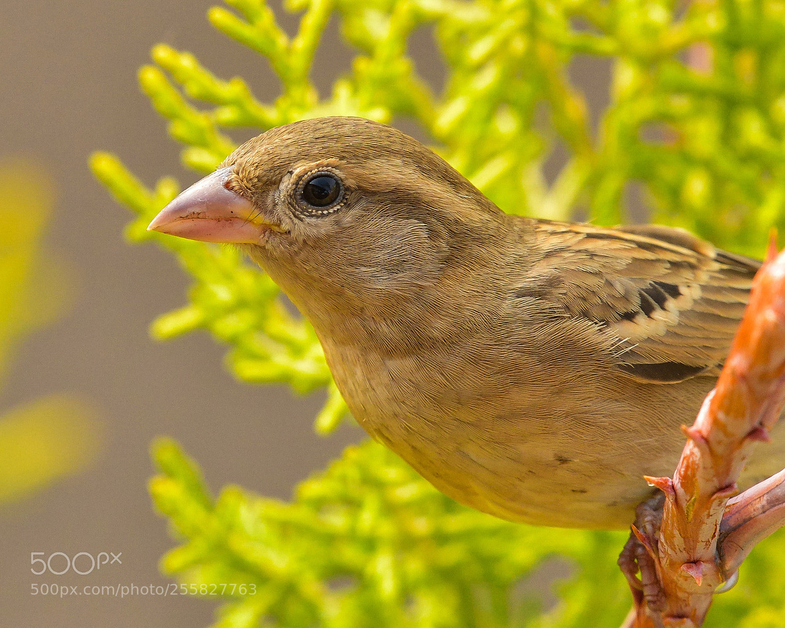 Nikon D500 sample photo. Close-encounters - house sparrow photography