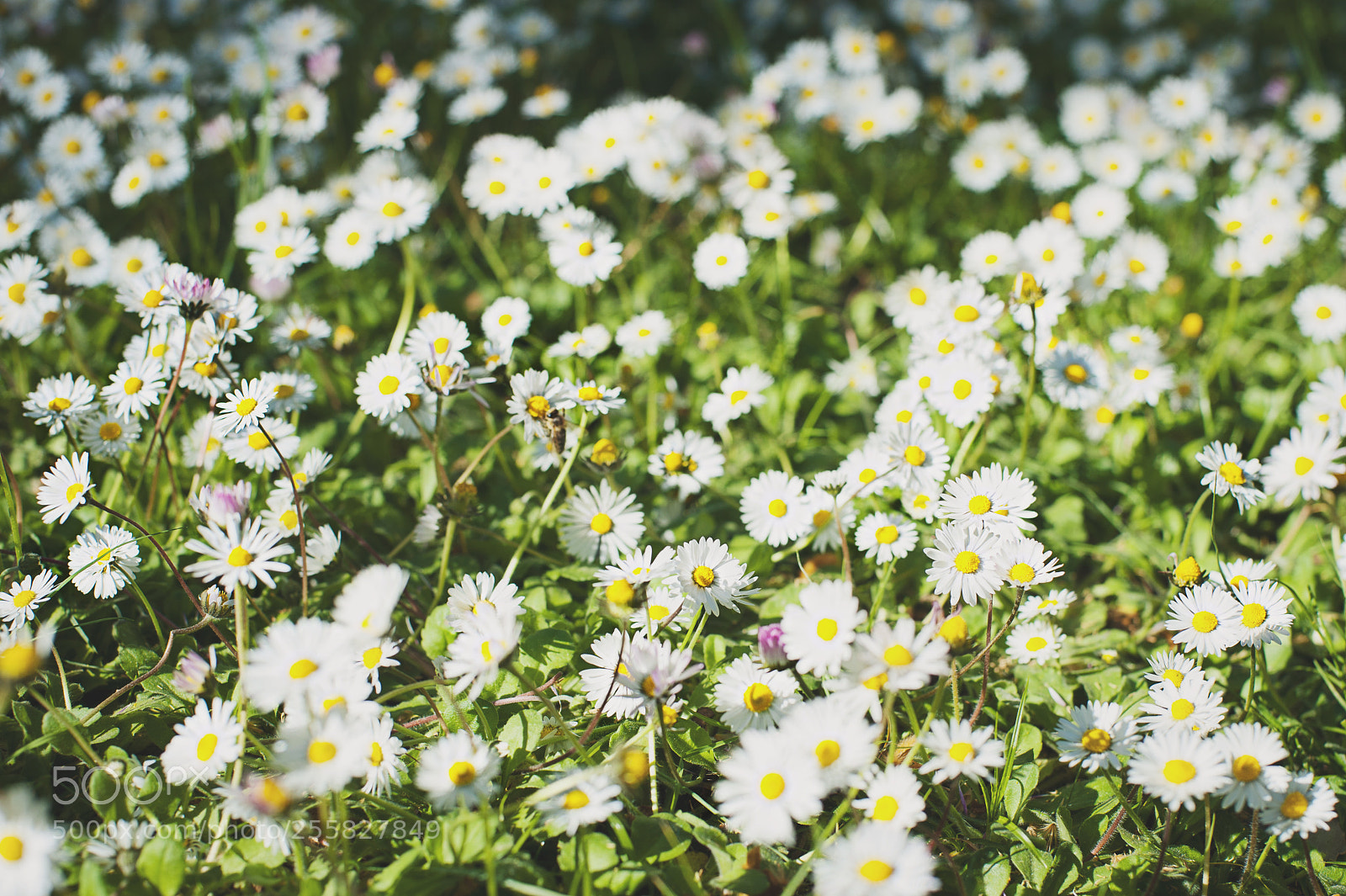 Nikon D700 sample photo. Daisy flower background. beautiful photography