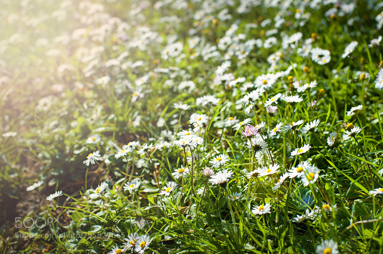 Nikon D700 sample photo. Beautiful chamomile flowers in photography