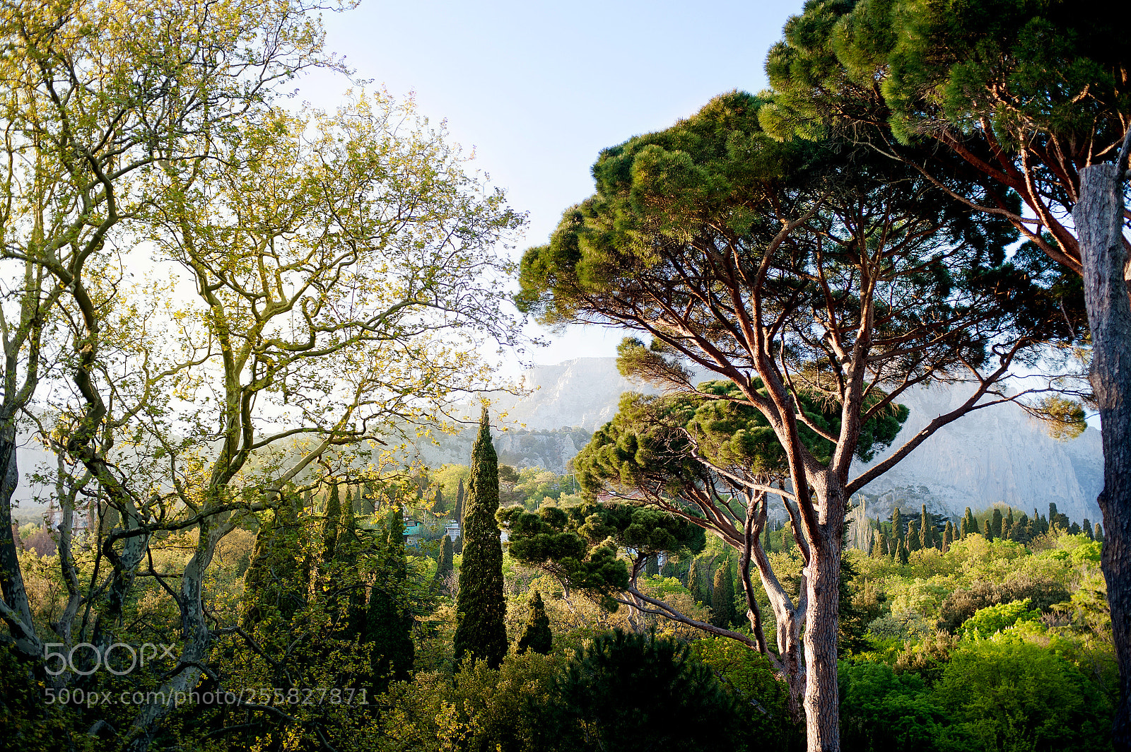 Nikon D700 sample photo. Beautiful panorama of pine photography