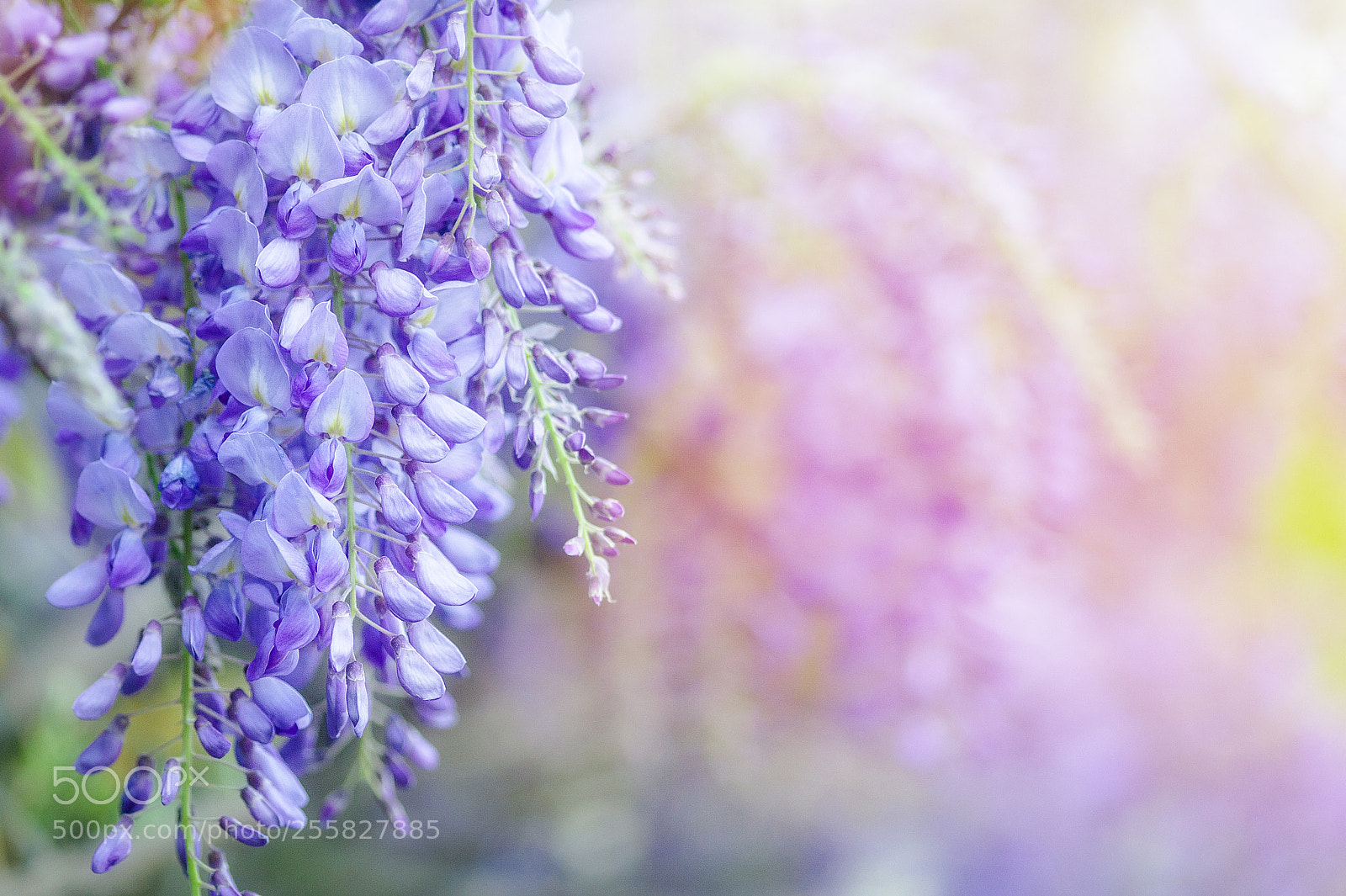 Nikon D700 sample photo. Beautiful flowers made with photography
