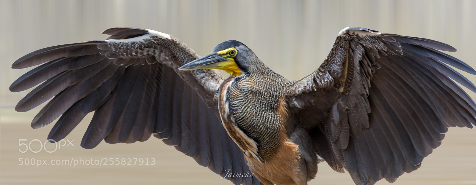 Canon EOS 5D Mark IV sample photo. Bare throated tiger heron photography
