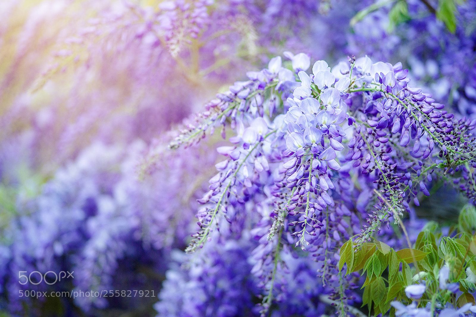 Nikon D700 sample photo. Beautiful flower background wallpaper photography