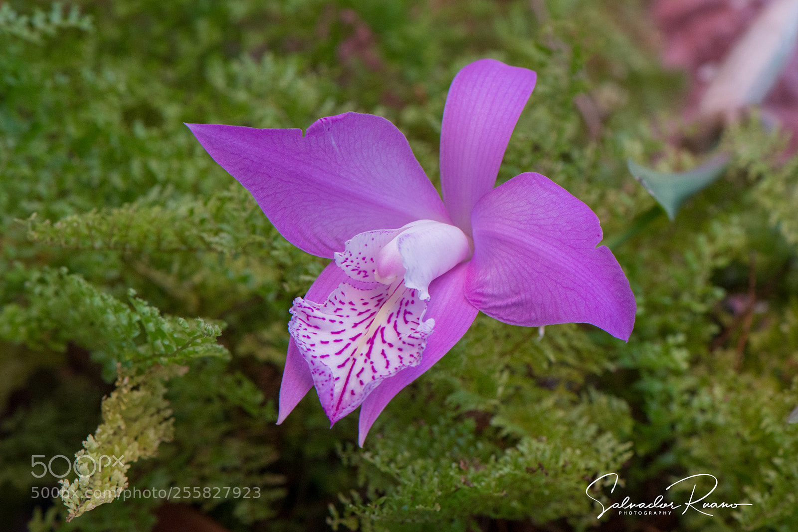 Nikon D7500 sample photo. Orquidea michoac n m photography