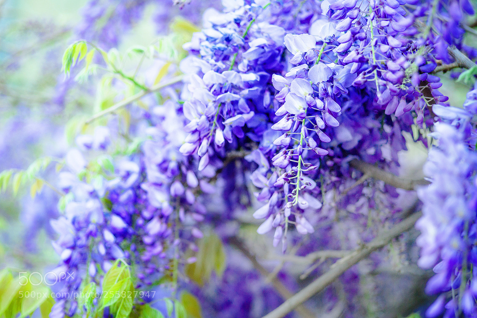 Nikon D700 sample photo. Beautiful pastel floral border photography