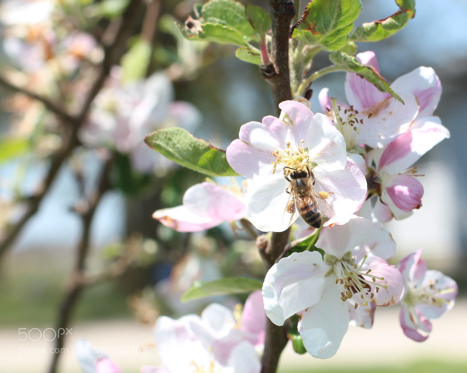 Canon EOS 600D (Rebel EOS T3i / EOS Kiss X5) sample photo. Honey bee on apple photography