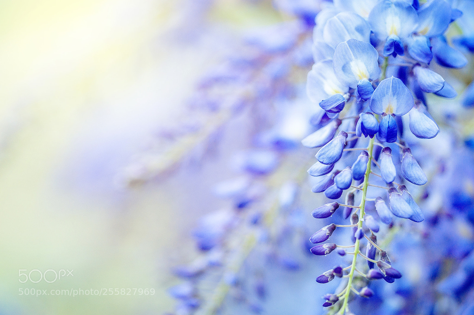 Nikon D700 sample photo. Blossom - lilac flower photography