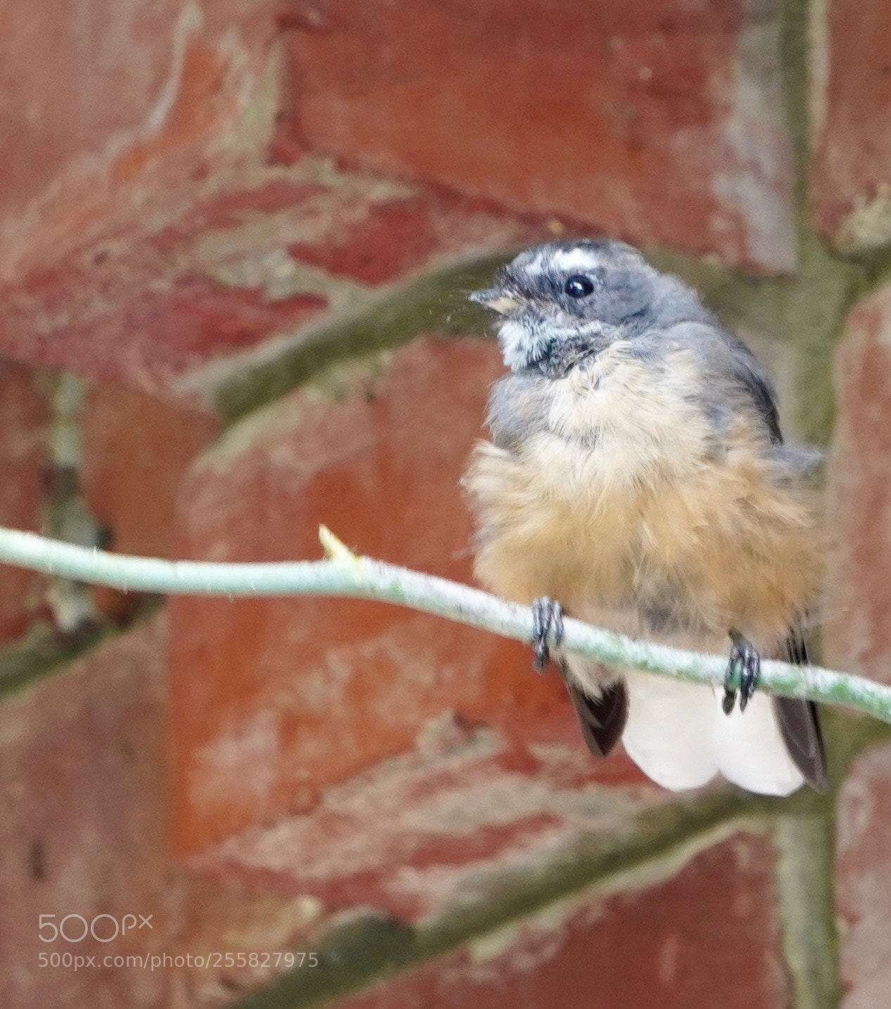 Sony a9 sample photo. Fantail photography