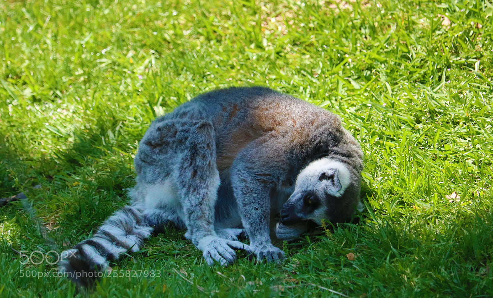 Canon EOS 80D sample photo. Lemur photography