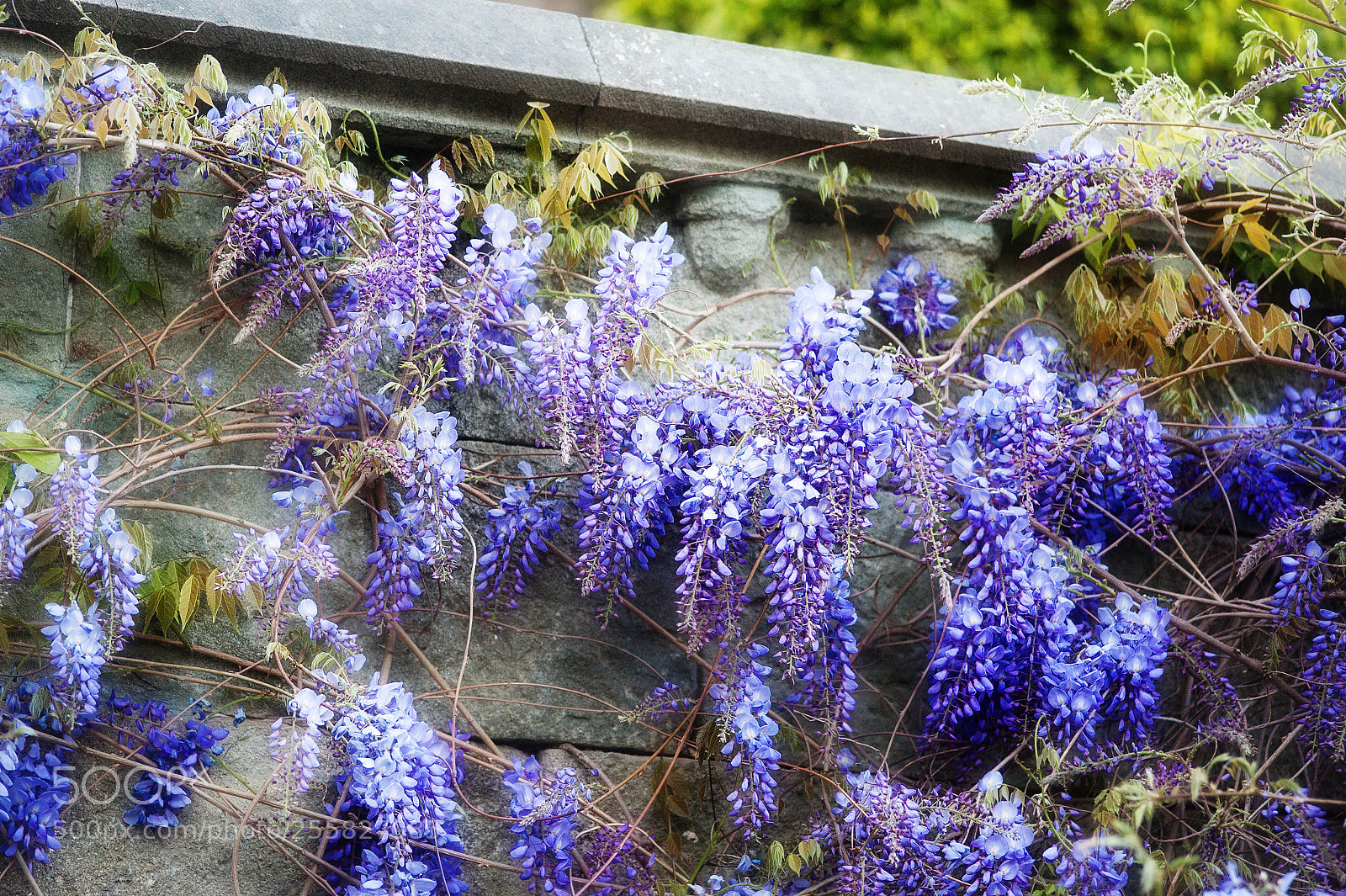 Nikon D700 sample photo. Sweet color lilac wistaria photography