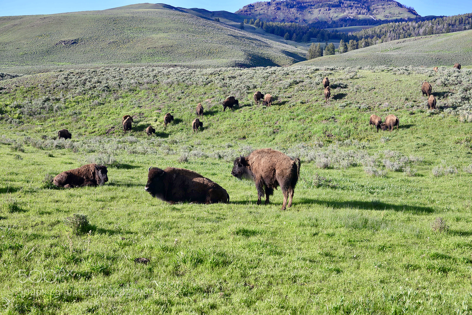 Nikon D600 sample photo. Yellowstone
 photography