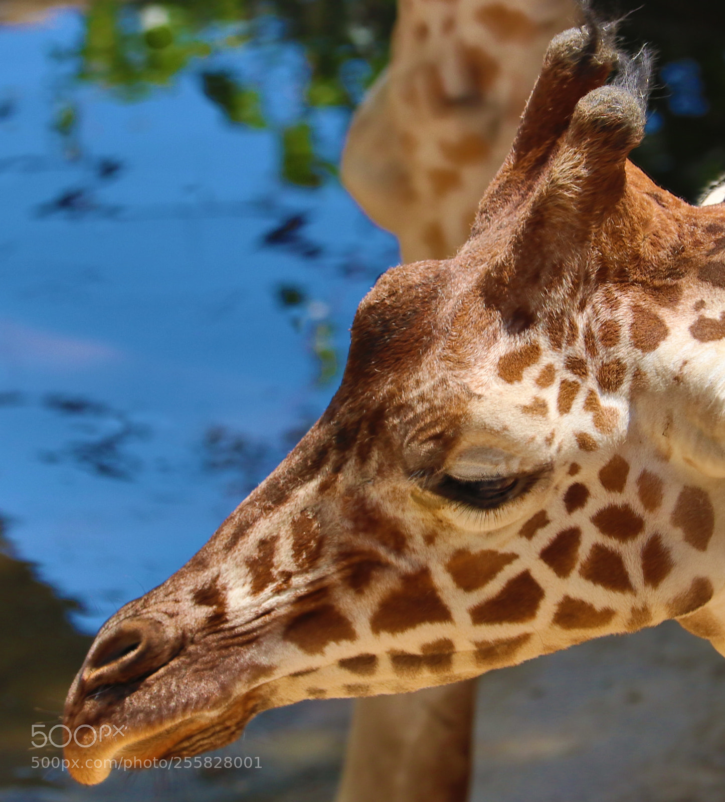 Canon EOS 80D sample photo. Giraffe photography