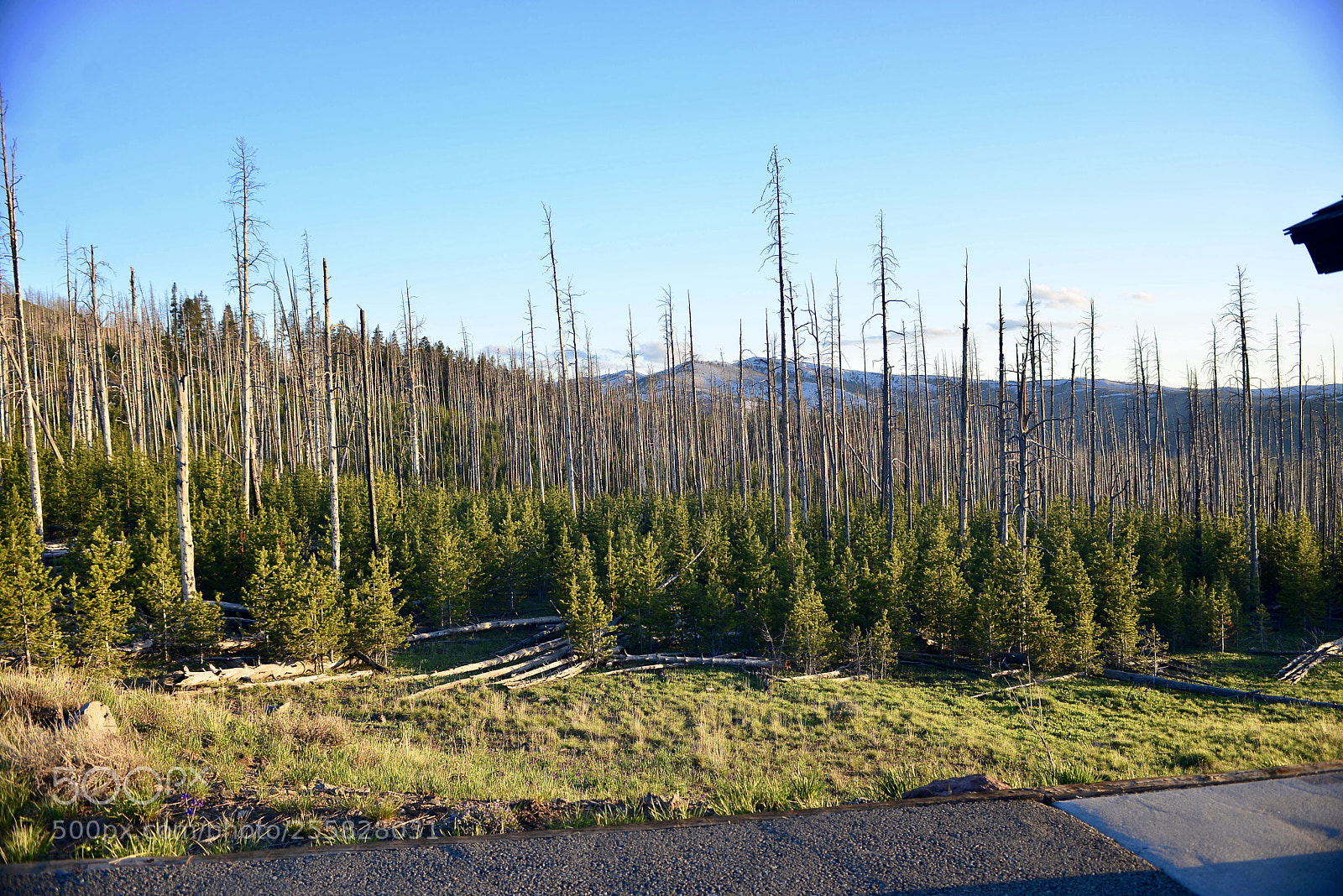 Nikon D600 sample photo. Yellowstone photography