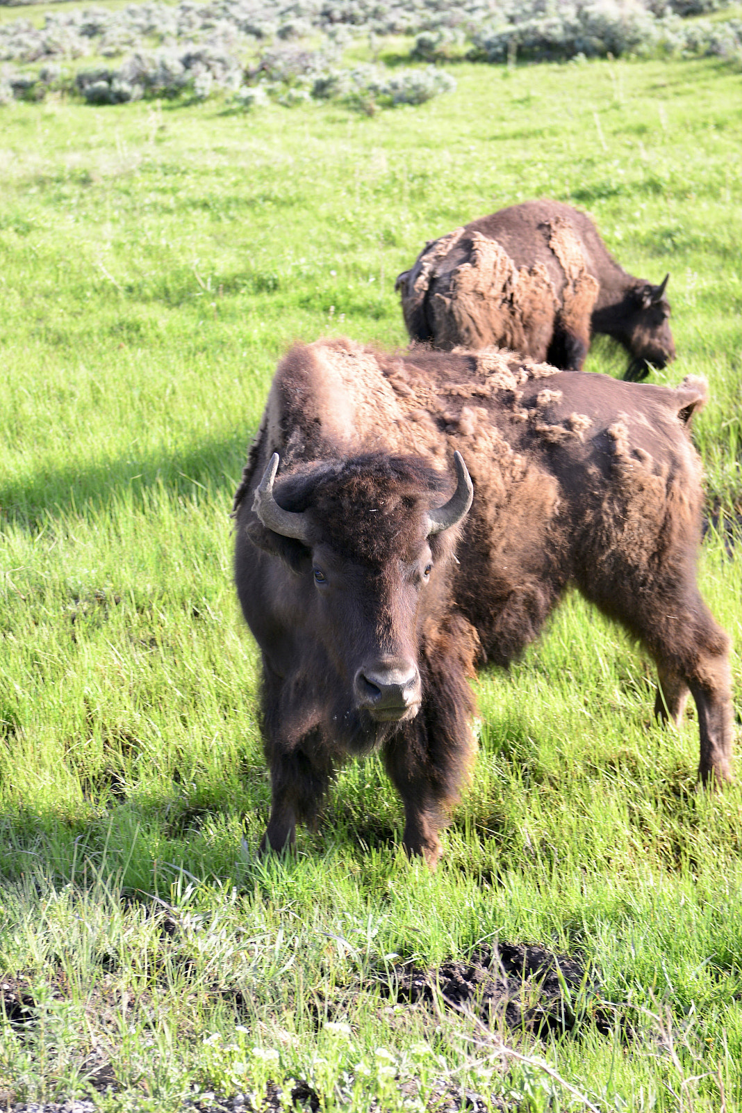 Nikon D600 sample photo. Yellowstone photography