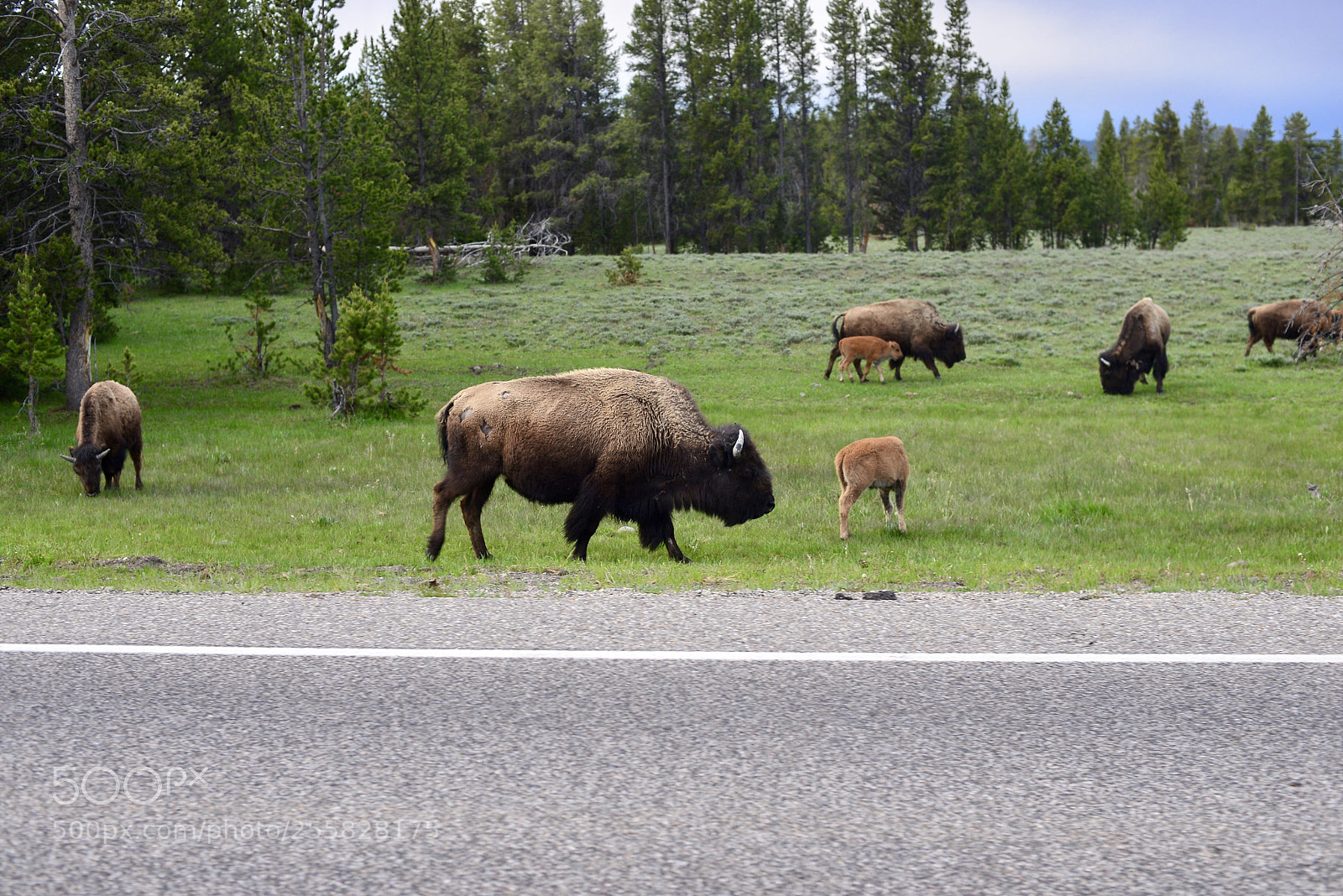 Nikon D600 sample photo. Yellowstone photography