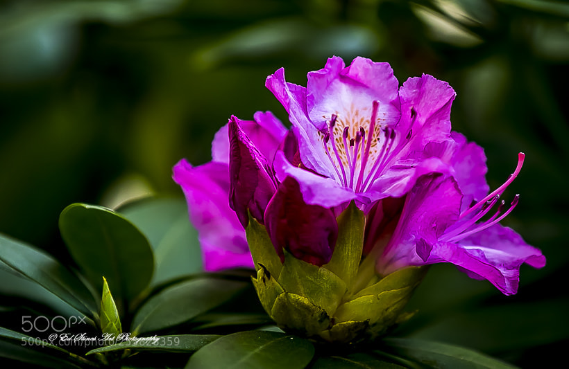 Canon EOS 7D Mark II sample photo. Rhododendron buds photography