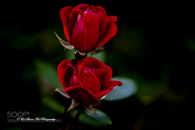Canon EOS 7D Mark II sample photo. A pair of rose photography