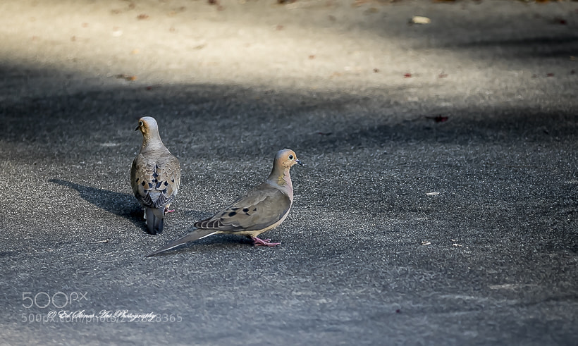 Canon EOS 7D Mark II sample photo. A pair of morning photography