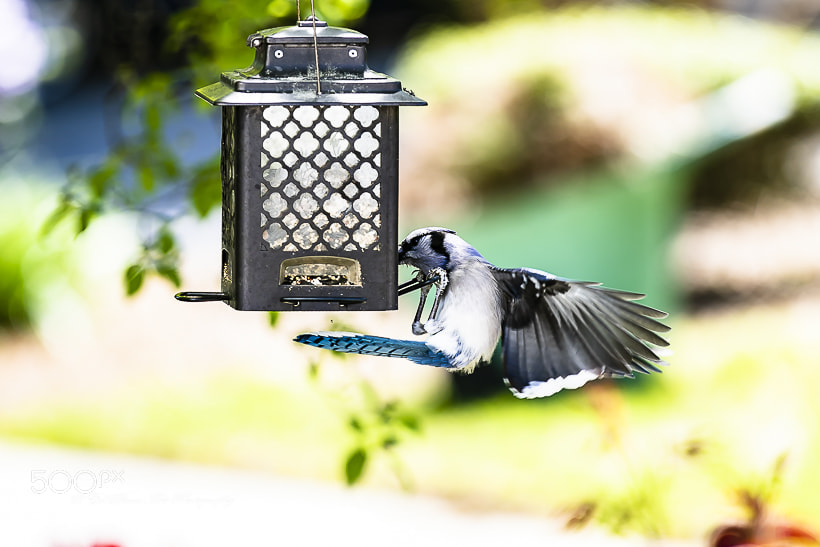 Canon EOS 7D Mark II sample photo. Blue jay at the photography