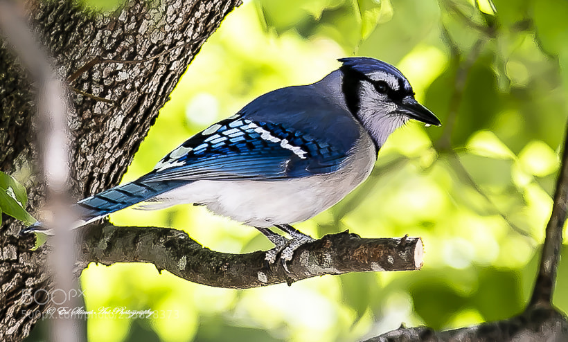 Canon EOS 7D Mark II sample photo. Portrait of a blue photography