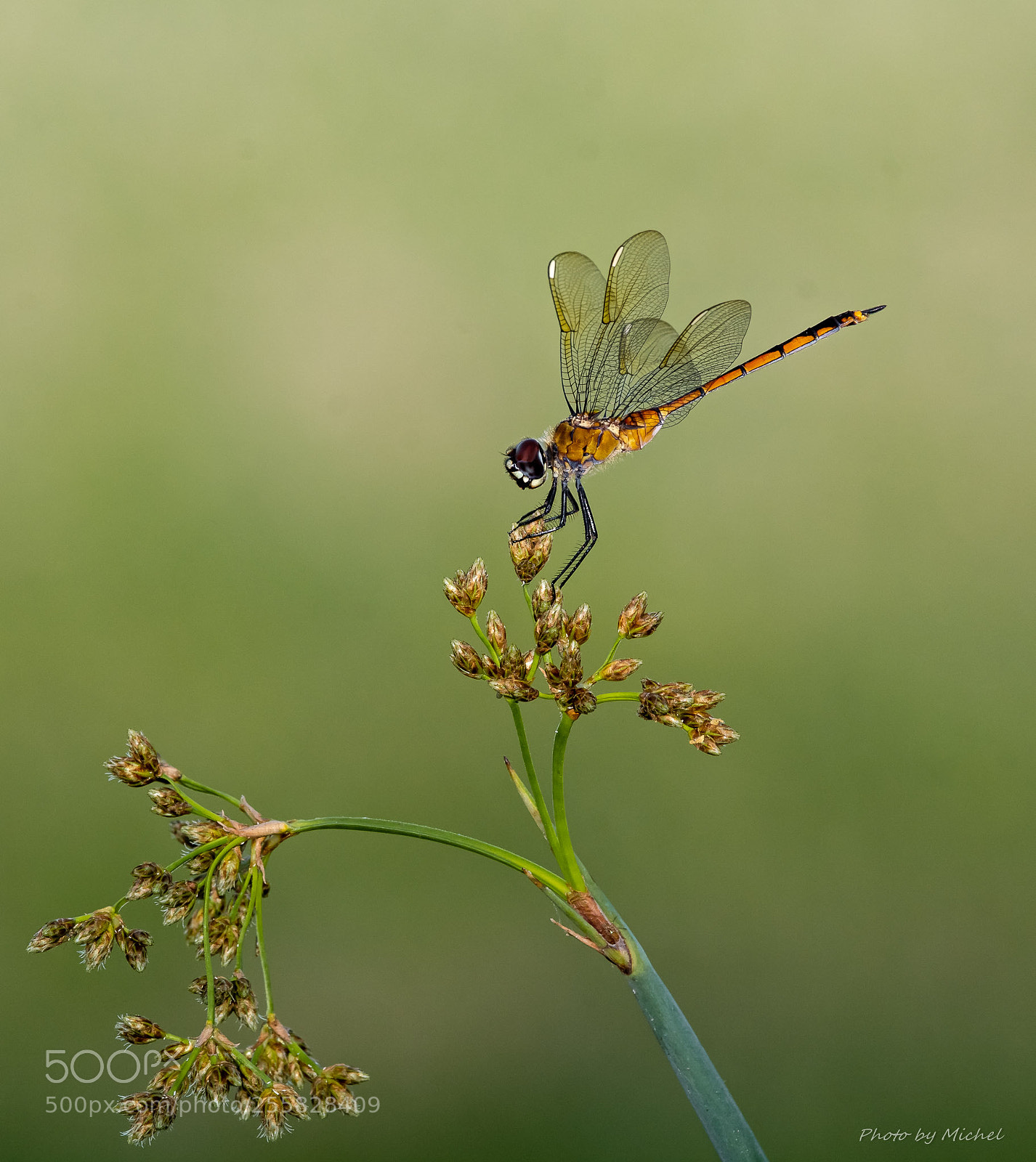 Nikon D7100 sample photo. Dragonfly photography