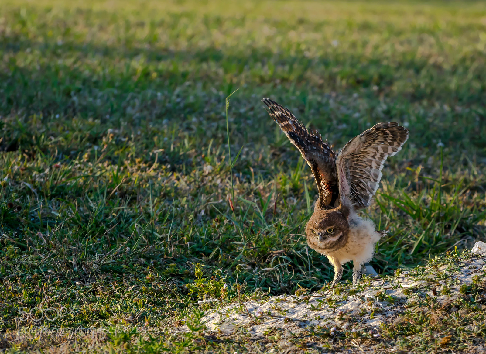 Nikon D5300 sample photo. Baby burrowing owl practicing photography