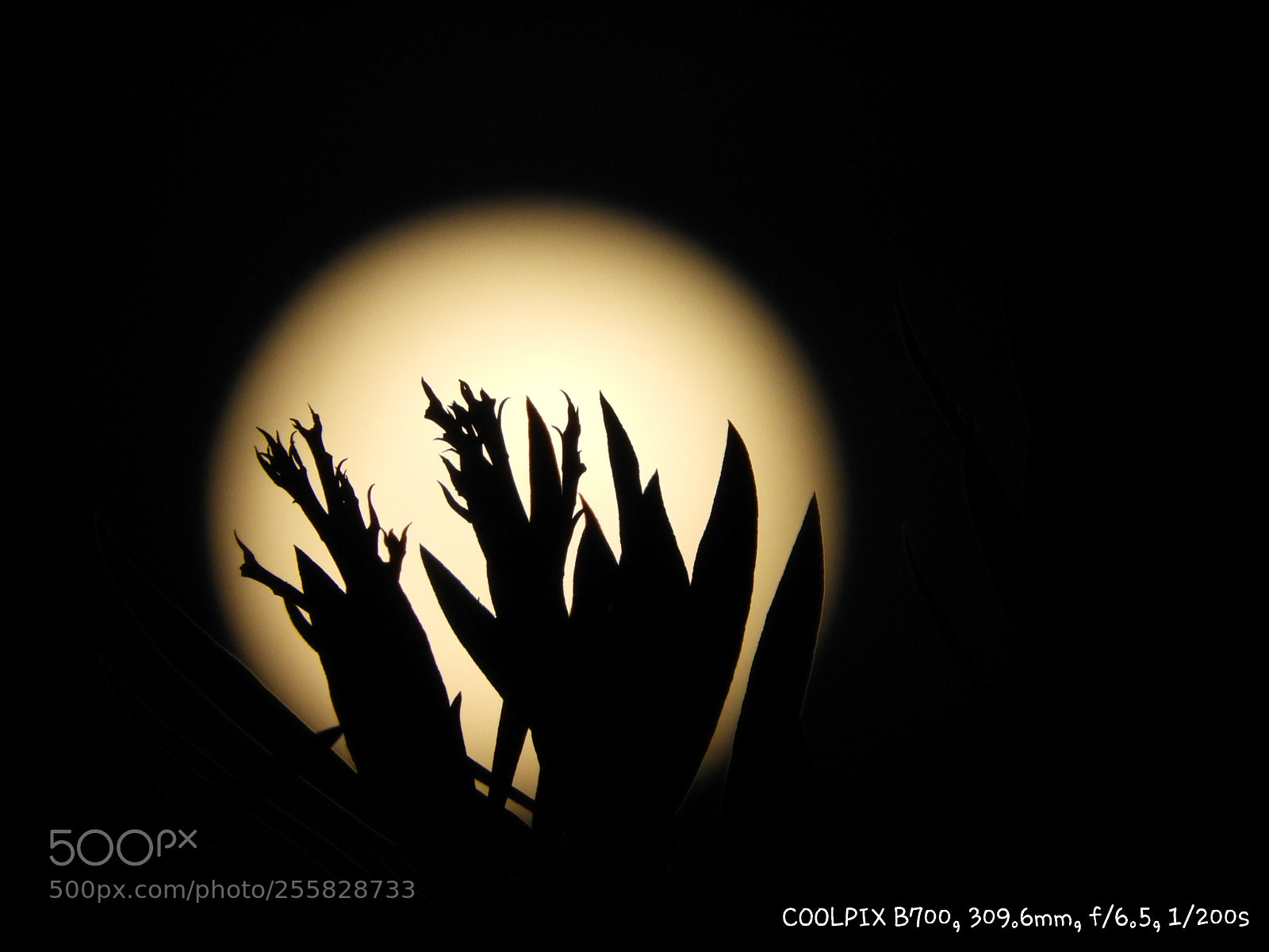Nikon Coolpix B700 sample photo. Full moon photography