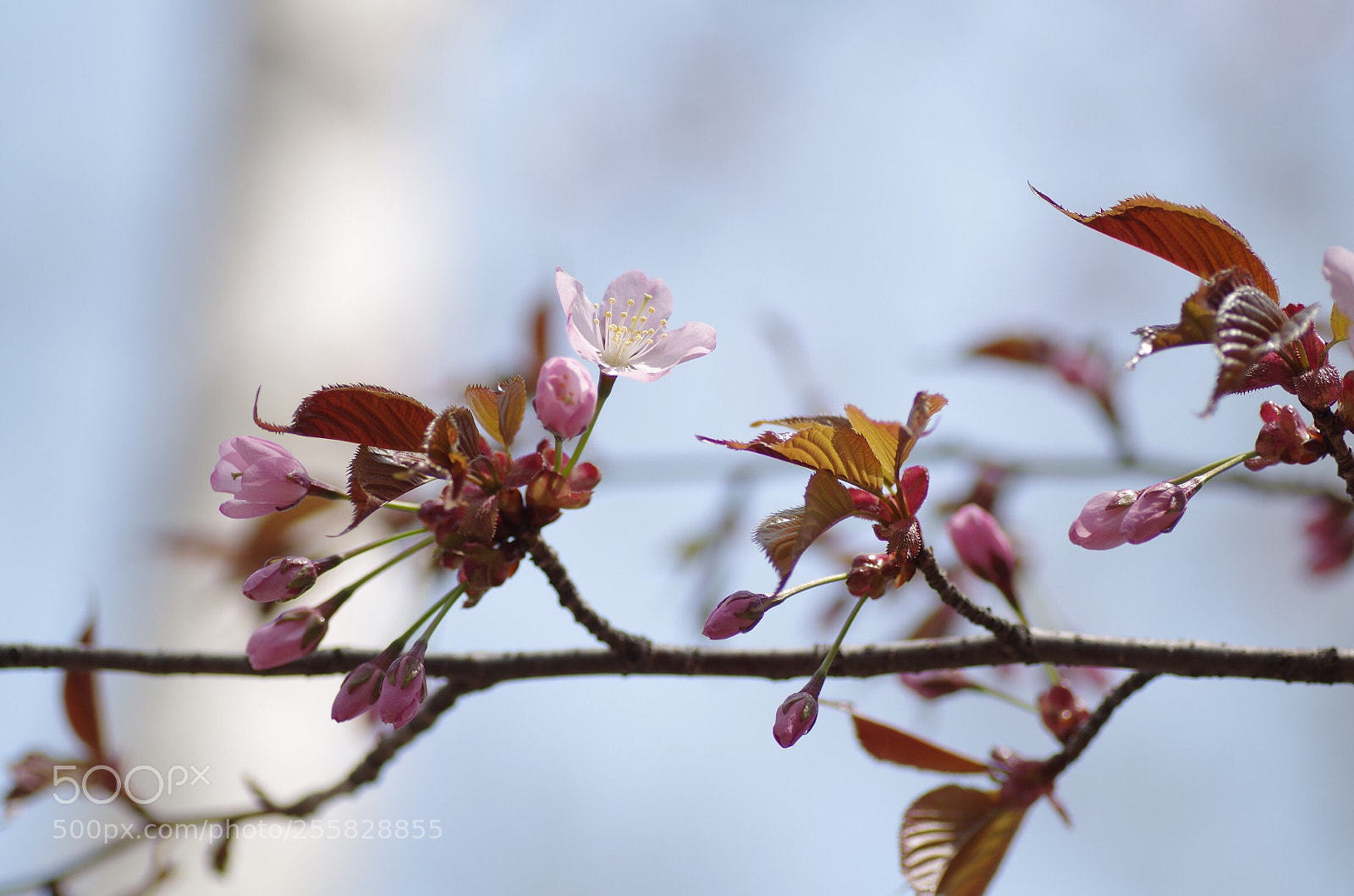 Pentax K-30 sample photo. Spring of northern island photography