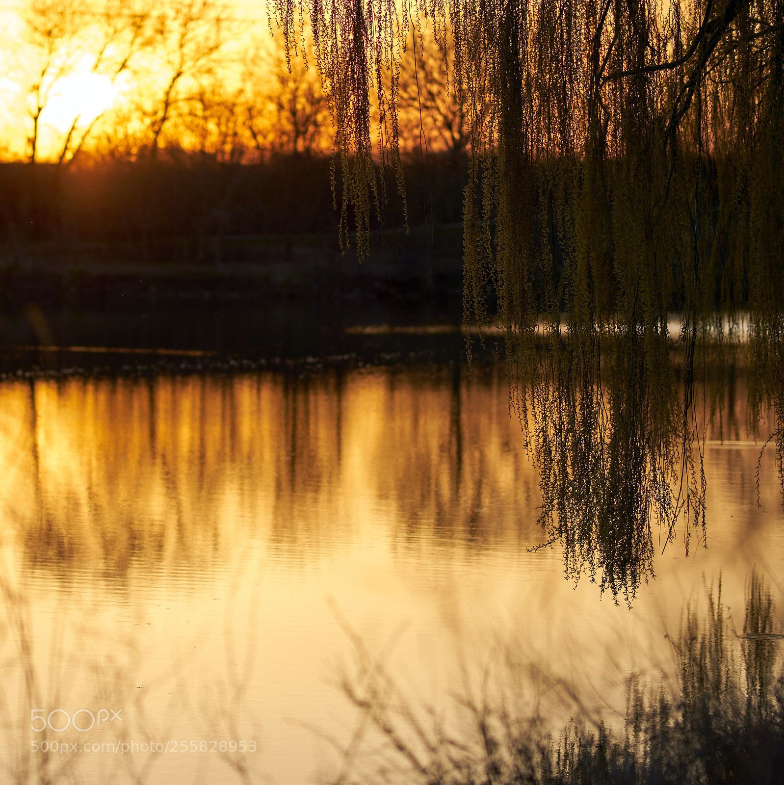 Sony a7 II sample photo. Golden ending photography