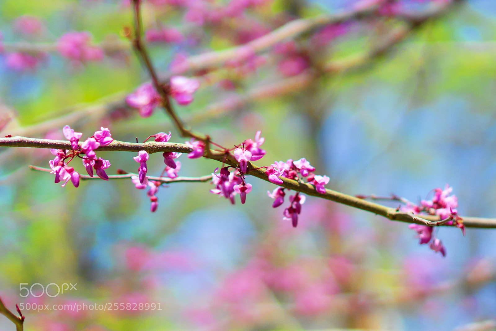 Sony a7 II sample photo. Spring photography