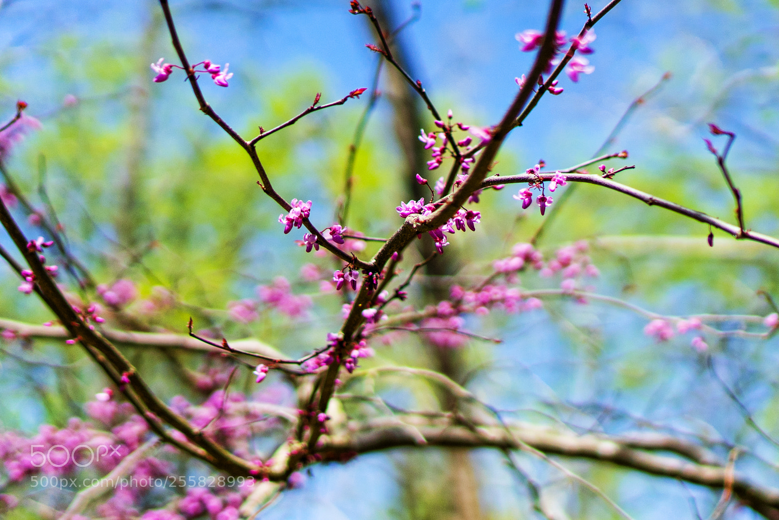 Sony a7 II sample photo. Spring photography